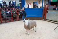 Border Cheviot Ewes-07